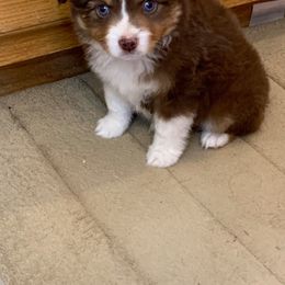 Miniature Australian Shepherd Puppies from Cross K Mini Aussies