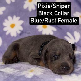 Black Collar - Blue and rust female Doberman Pinscher puppy in Lake City, Florida from Paintedcrazy Doberman Pinchers
