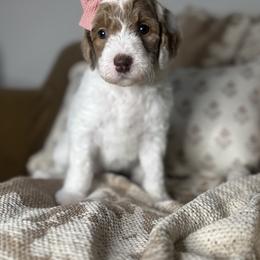 Priscilla - Cream female Assorted Doodle Crosses puppy in West Monroe, Louisiana from Southern Haven Doodles