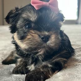 Daisy - Black and tan female Yorkshire Terrier puppy in Jacksonville, Florida from The Yorkie Shack