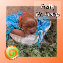 Freddy - Dark golden male Golden Retriever puppy in Driggs, Idaho from SK Golden Retrievers