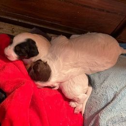 English Setter Puppies from English Setter Farms