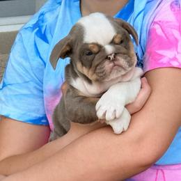 Joker - Lilac tri-color male Bulldog puppy in Lakeland, Florida from Bulldog Chronicles