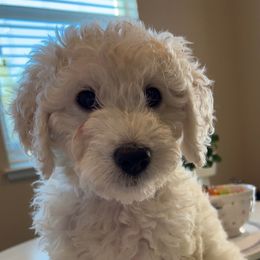 Goldendoodle Puppies from Pacific Goldendoodle, LLC