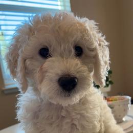 Goldendoodle Puppies from Pacific Goldendoodle, LLC