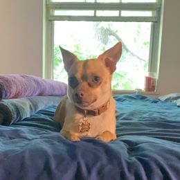 Stink - Chihuahua