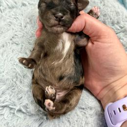 Canyon - Red merle male Toy Australian Shepherd puppy in Science Hill, Kentucky from Southern Paws Kennels