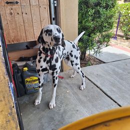 Chihuahua and Dalmatian All Grown Up from Kassafina Kennel