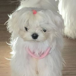 Grace - Maltese
