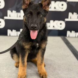 Dominic Vom Ferreus - Black and red male German Shepherd puppy in Canyon, Texas from The Iron Canine