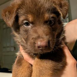 Jon Snow - Liver male German Shepherd puppy in Garrett, Indiana from Devil-Dog Shepherds