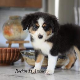 Girl 1 - Black tri female Toy Australian Shepherd puppy in Russellville, Arkansas from Rockin H Aussies