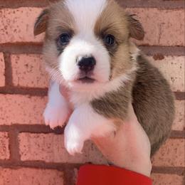 Icicle - Red male Pembroke Welsh Corgi puppy in Cumming, Georgia from Carter’s Corgis LLC