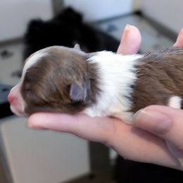 Tanner - Chocolate parti male Pomeranian puppy in Wentzville, Missouri from Pawsome Poms