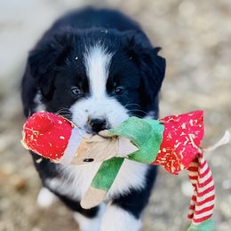 Flint - Black & white male Australian Shepherd puppy in Hempstead, Texas from Young Gun Aussies