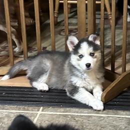 Jules - Black and white female Pomsky puppy in Ohio from Black Swamp Pomskies