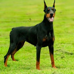 Unica - Doberman Pinscher