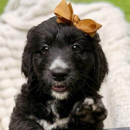 Dahlia (Brown) - Black and white female Bernedoodle puppy in Noblesville, Indiana from NOB Bernedoodles