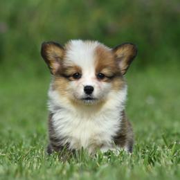 Fluffy Female 2 - Red female Pembroke Welsh Corgi puppy in Kansas City, Missouri from Willow Creek Corgis