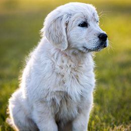 Golden Retriever Puppies from Coconut Cream Goldens