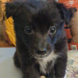 Australian Shepherd puppies from GOLDSTAR & HARDINS AUSSIES