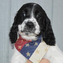 English Springer Spaniel Puppies from A & R Springers