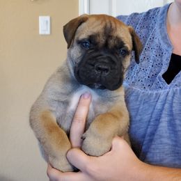 Bullmastiff and Pembroke Welsh Corgi Puppies from Jenkins Family Bullmastiffs