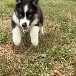 Siberian Husky Puppies from The Rulon Den