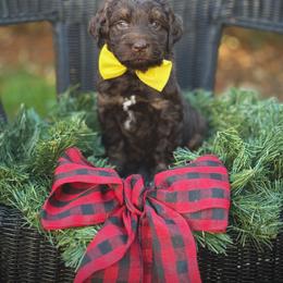 Lucky Country Beau Wiley - Tri-color male Australian Labradoodle puppy in Wake Forest, North Carolina from Lucky Country Labradoodles