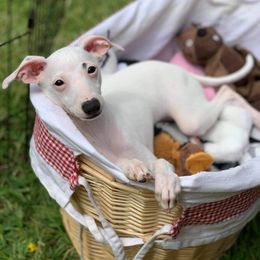 Italian Greyhound Puppies from Divine Italian Greyhounds