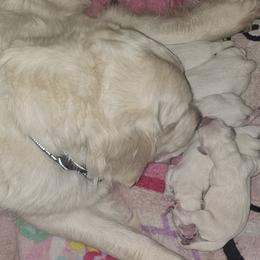 Luna boy 1 - Light golden male Golden Retriever puppy in Niles, Michigan from Composer Goldens