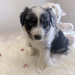 Valentine - Blue merle female Australian Shepherd puppy in Harrah, Oklahoma from Kamm's Aussies