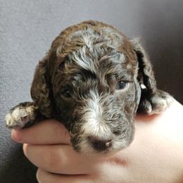 Red - Twix - Brown male Poodle puppy in Spanish Fork, Utah from Mountain Vista Pups LLC