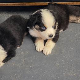Tess - Black tri-color female Australian Shepherd puppy in Leonard, Texas from Tin Roof Aussies