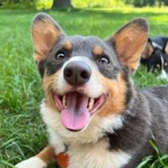 Wasabi - Pembroke Welsh Corgi