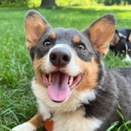 Wasabi - Pembroke Welsh Corgi