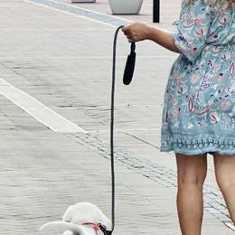 Golden Retriever and Labrador Retriever Puppies from Golden Bundles