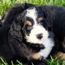 Bernedoodle and Goldendoodle Puppies from Dawg'on Doodles