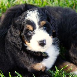 Bernedoodle and Goldendoodle Puppies from Dawg'on Doodles