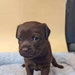 Anchovy - female Patterdale Terrier puppy in Yucaipa, California from Moormont Kennels