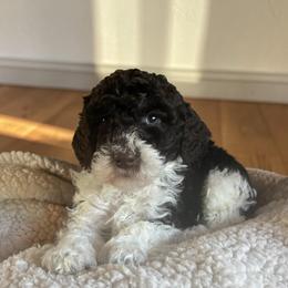 Rocky Brown and white tuxedo boy - Brown male Poodle puppy in Clarkston, Washington from Doodle & Poodle Palace