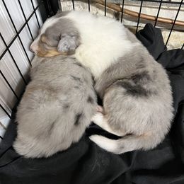 Collie and Yorkshire Terrier Puppies from Jolly Collies & Kingdom Elite Yorkshire Terriers