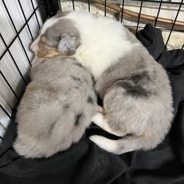 Collie and Yorkshire Terrier Puppies from Jolly Collies & Kingdom Elite Yorkshire Terriers