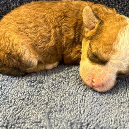 Beagles, Cavalier King Charles Spaniels, and Maltipoos from Linda's Puppies
