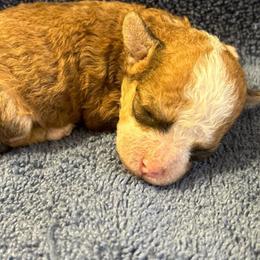 Beagles, Cavalier King Charles Spaniels, and Maltipoos from Linda's Puppies
