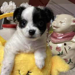 Lola - Black and white female Chihuahua puppy in Red Bluff, California from Aye Chihuahua