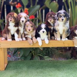 Aussiedoodle Puppies from Silva Ranch Doodles