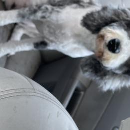 Jamie - Aussiedoodle