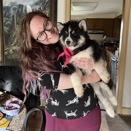 Pomsky and Siberian Husky Puppies from Osiris’s Siberians & Pomskies