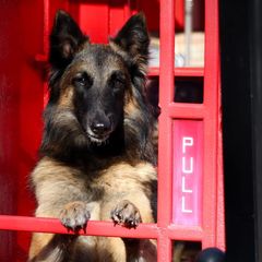Belgian Sheepdogs and Belgian Tervuren from Ozma Belgians